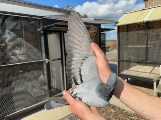 National winner Bourges IV Young birds Viktor Daenen